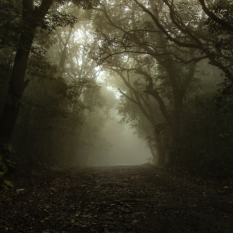 concept Whistling Woods