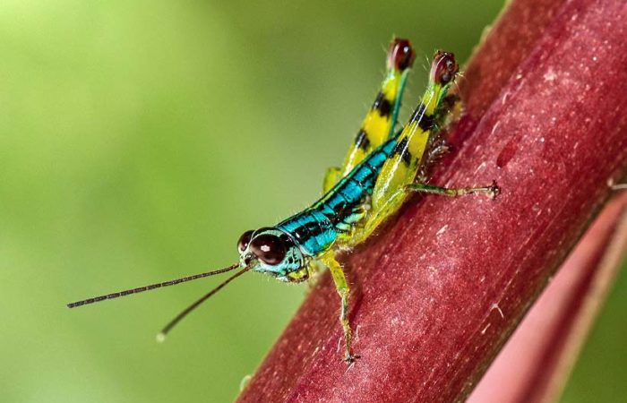 Amboli Whistling Woods :: Welcome To Hotel Whistling Woods Amboli ...