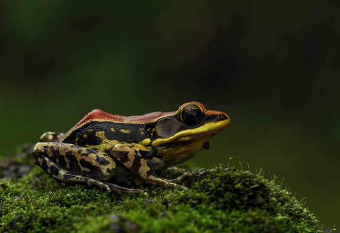Fungoid Frog
